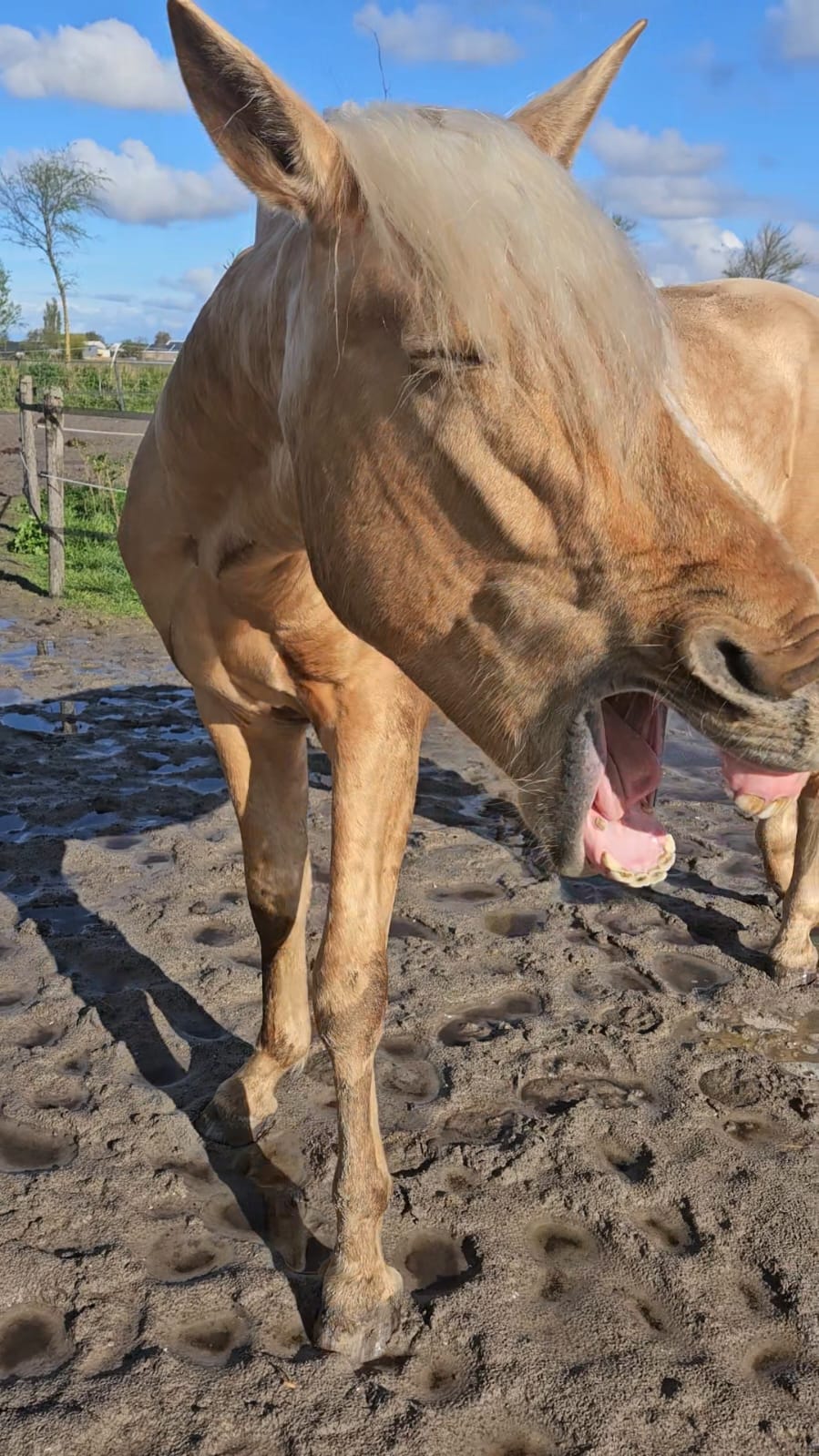 Paard gapen