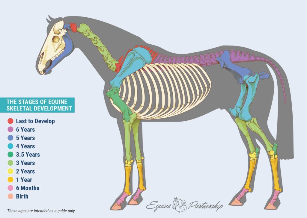 Bron: Equine Partnership