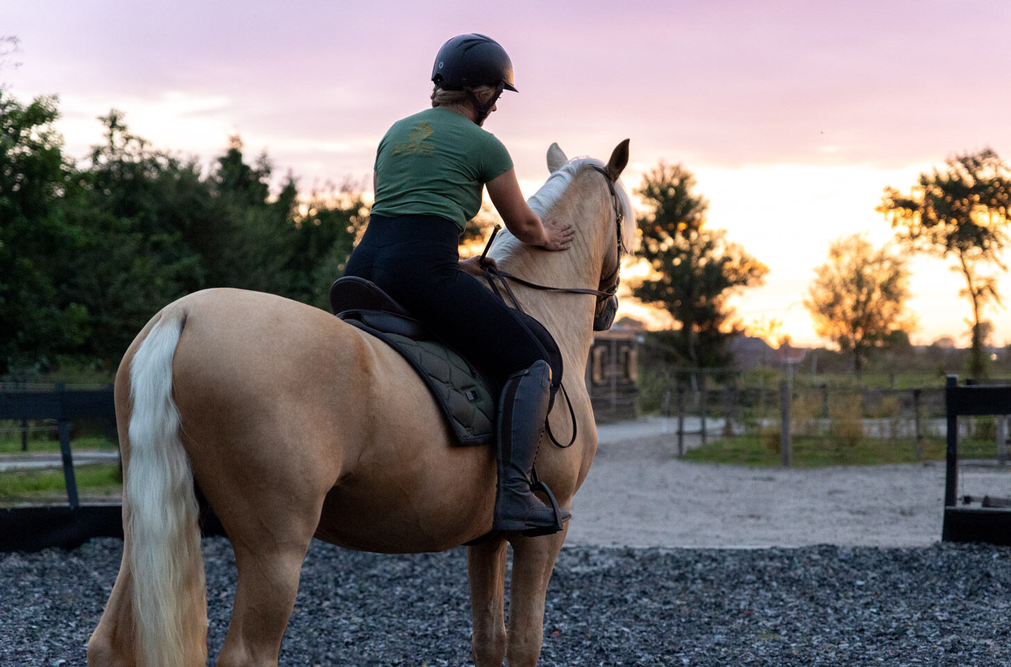 Jong paard